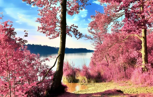 Vacker Infraröd Panorama Landskap Med Rosa Gräs Och Träd Och — Stockfoto