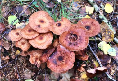 Mantarlı ve kahverengi sonbahar yapraklı bir orman zemininin detaylı görüntüsü.
