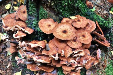 Mantarlı ve kahverengi sonbahar yapraklı bir orman zemininin detaylı görüntüsü.