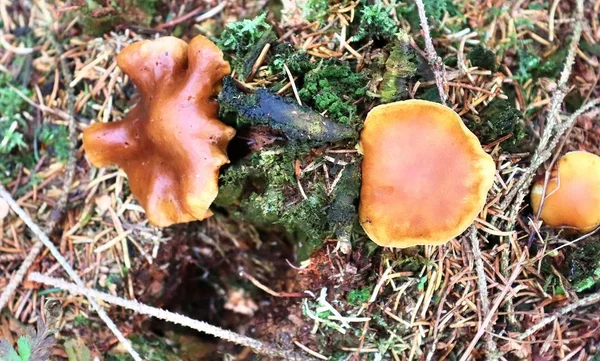 Dettagliata Vista Vicino Terreno Forestale Con Funghi Foglie Autunnali Marroni — Foto Stock