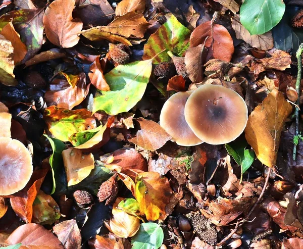 Dettagliata Vista Vicino Terreno Forestale Con Funghi Foglie Autunnali Marroni — Foto Stock