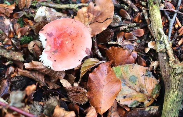 有蘑菇和褐色秋叶的森林地面上的详细近景 — 图库照片