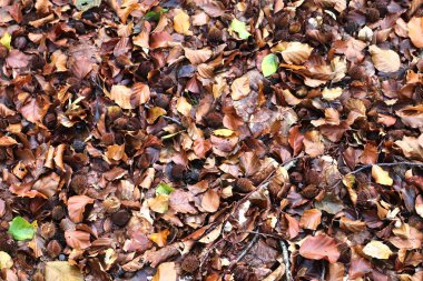 Sonbaharda bir orman zeminine yapraklar ve dallarla yakından bakmak.