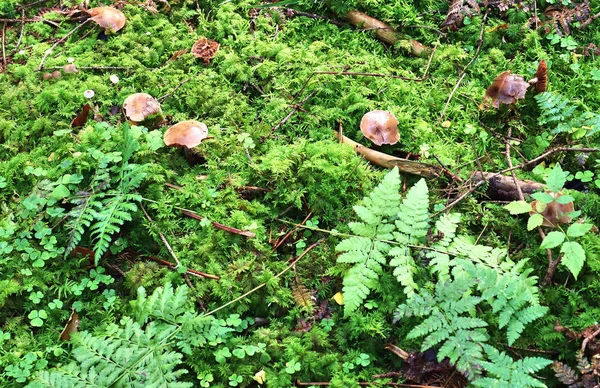 Gedetailleerde Close Zicht Een Bosgrond Herfst Met Bladeren Takken — Stockfoto