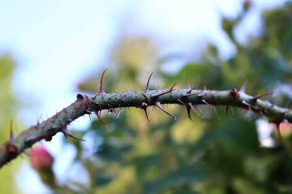 Vackra Gröna Blad Vid Trädgrenar Med Mjuk Bokeh Bakgrunden — Stockfoto