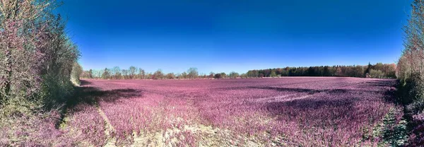 Красива Рожева Інфрачервона Панорама Глибоким Блакитним Небом Високій Роздільній Здатності — стокове фото