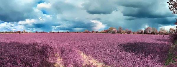 Beautiful Pink Infrared Landscape Panorama Deep Blue Sky High Resolution — Stock Photo, Image