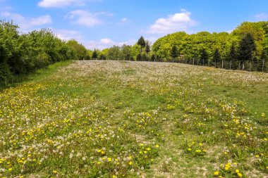 Karahindiba dolu yeşil bir çayırda bulunan bir hava topuna yakından bakın..