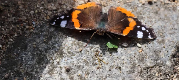 Borboleta Almirante Vermelho Vanessa Atalanta Sentada Uma Calçada Tomando Banho — Fotografia de Stock