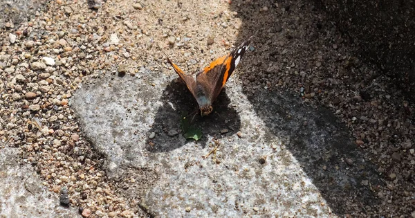 Rode Admiraal Vlinder Vanessa Atalanta Zit Een Kasseien Neemt Een — Stockfoto