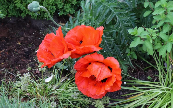 Vackra Röda Vallmo Blommor Solen Finns Grön Trädgård — Stockfoto
