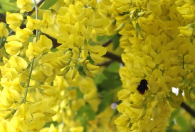 Güneşli bir yaz gününde altın bir duş ağacının (cassia fistula) sarı çiçeği