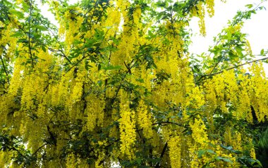 Güneşli bir yaz gününde altın bir duş ağacının (cassia fistula) sarı çiçeği
