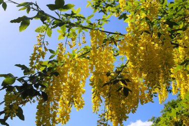 Güneşli bir yaz gününde altın bir duş ağacının (cassia fistula) sarı çiçeği