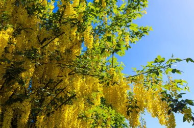 Güneşli bir yaz gününde altın bir duş ağacının (cassia fistula) sarı çiçeği