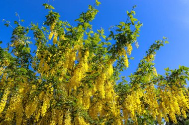 Güneşli bir yaz gününde altın bir duş ağacının (cassia fistula) sarı çiçeği