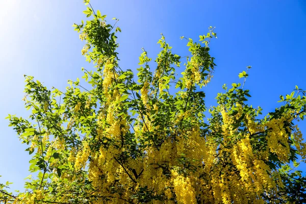 Gele Bloesem Van Een Goudene Doucheboom Cassia Fistel Een Zonnige — Stockfoto