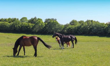 Yazın yeşil bir çayırda otlayan atların güzel manzarası.