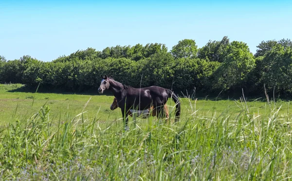 夏の緑の草原に放牧馬の美しいパノラマ — ストック写真