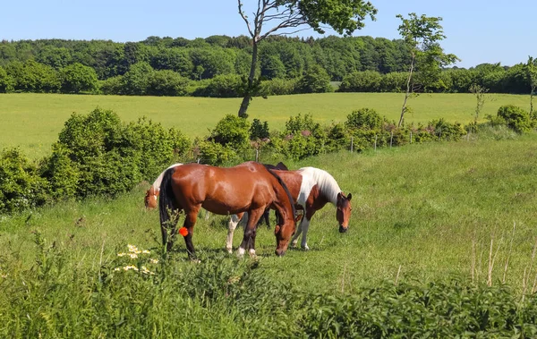 Yazın Yeşil Bir Çayırda Otlayan Atların Güzel Manzarası — Stok fotoğraf