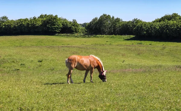 夏の緑の草原に放牧馬の美しいパノラマ — ストック写真