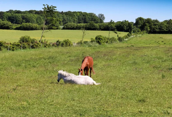 夏の緑の草原に放牧馬の美しいパノラマ — ストック写真