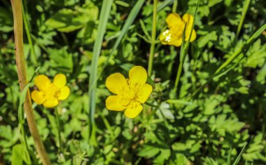 Avrupa bahçesinde farklı renklerde güzel çiçekler.