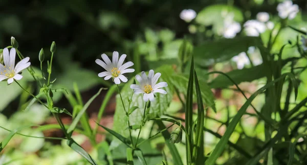 Beautiful Flowers European Garden Different Colors — Stock Photo, Image