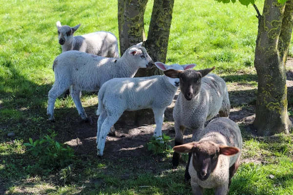 春天里阳光明媚的日子 一群羊和羊羔在一片绿色的草地上 — 图库照片