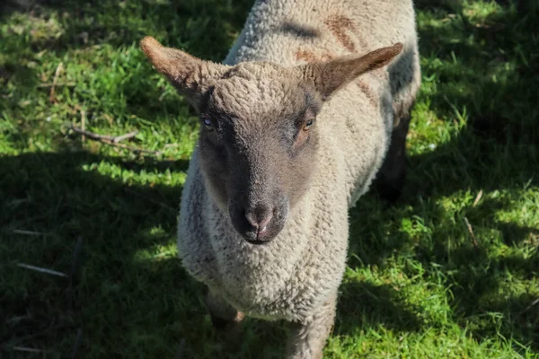 Group Sheeps Lambs Green Meadow Sunny Day Springtime — Stock Photo, Image