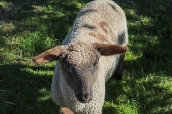 Group Sheeps Lambs Green Meadow Sunny Day Springtime — Stock Photo, Image