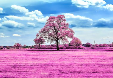 Koyu mavi gökyüzü olan kırsal bir arazinin güzel pembe kızılötesi görüntüleri.