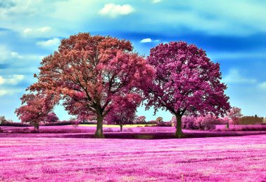Koyu mavi gökyüzü olan kırsal bir arazinin güzel pembe kızılötesi görüntüleri.