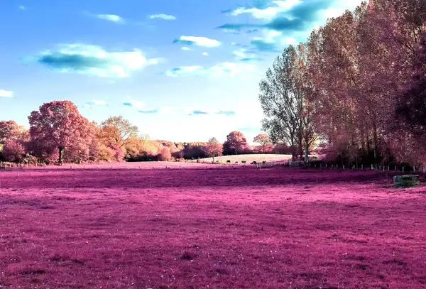 深い青空が広がる田園風景の美しいピンクの赤外線ショット — ストック写真