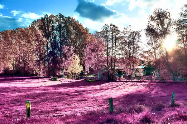 Vackra Rosa Infraröda Bilder Landsbygd Landskap Med Djup Blå Himmel — Stockfoto
