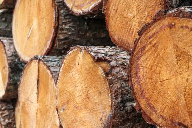 Yüksek çözünürlüklü yıllık halkaları olan istiflenmiş yakacak odununun detaylı dokusu