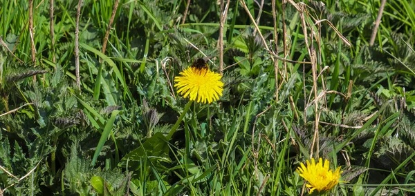 Insects Bumblebees Yellow Dandelion Flowers Springtime — Stock Photo, Image