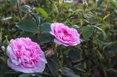 Sarı ve turuncu gül çiçeğinin üst manzarası yumuşak odak arkaplanlı bir gül bahçesinde..