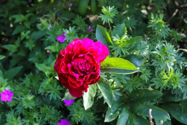 Draufsicht Auf Gelbe Und Orangefarbene Rosenblüte Einem Rosengarten Mit Weichem — Stockfoto