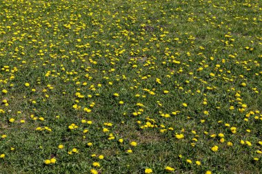Çiçek tarlası. Baharda yeşil bir çayırdaki karahindiba çiçeklerinin yakın görüntüsü.
