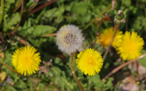 Floral Field Close View Dandelion Flowers Green Meadow Springtime — Stock Photo, Image