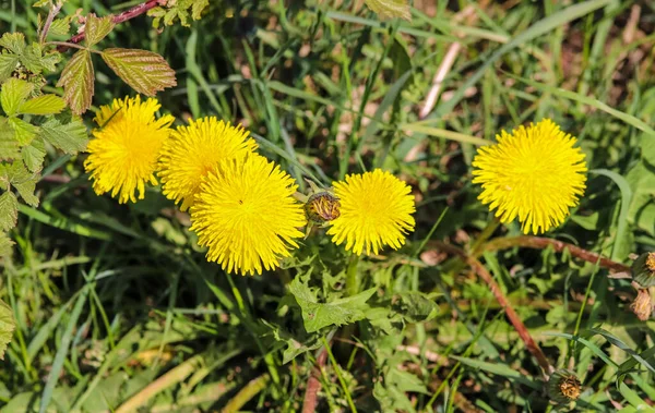 Blumenfeld Nahaufnahme Einer Löwenzahnblüte Auf Einer Grünen Wiese Frühling — Stockfoto