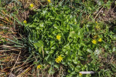 Avrupa 'da güzel yeşil yapraklar, farklı çalılar ve duvarlar
