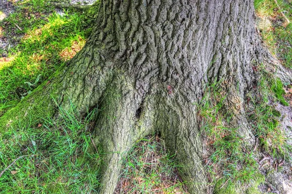 Old Tree Trunk Forest Landscape Environment — Stock Photo, Image