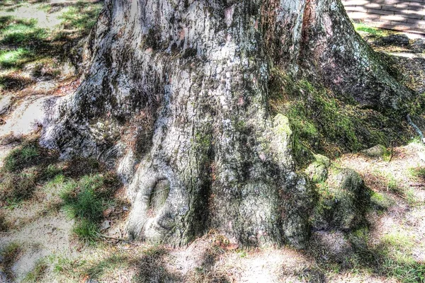 森林景观环境中的老树干 — 图库照片