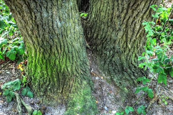 Tronco Árbol Viejo Entorno Paisaje Forestal — Foto de Stock