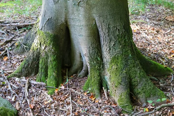 Старый Ствол Дерева Лесной Ландшафтной Среде — стоковое фото