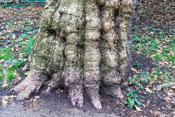 Tronco Árbol Viejo Entorno Paisaje Forestal —  Fotos de Stock