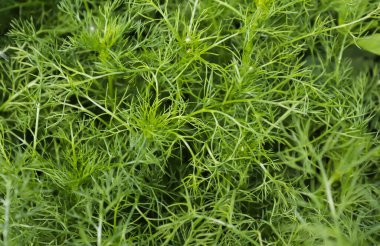 Avrupa 'da güzel yeşil yapraklar, farklı çalılar ve duvarlar