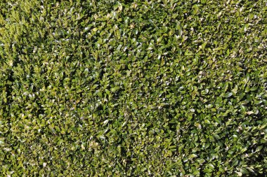 Avrupa 'da güzel yeşil yapraklar, farklı çalılar ve duvarlar